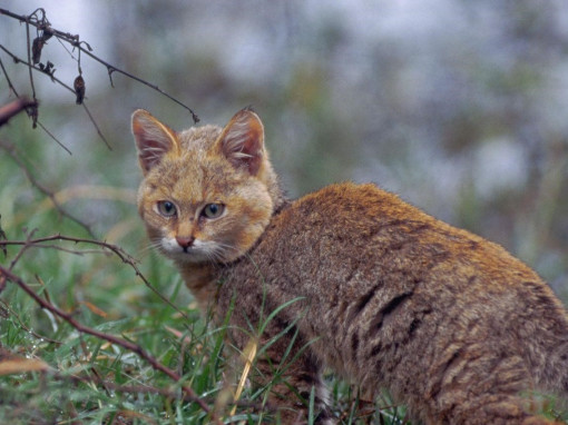 Кішкентай бөкселер порносын онлайн көру Жалаңаш қарапайым ауыл әйелдері